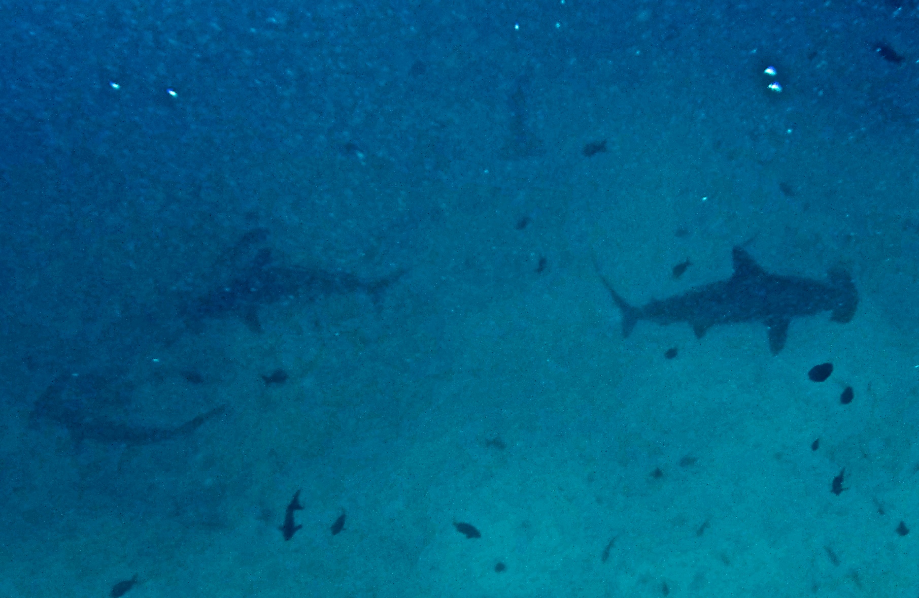 Gordon Rock, Hammerhead Sharks, Galapagos Inseln, Ecuador, Travel Drift