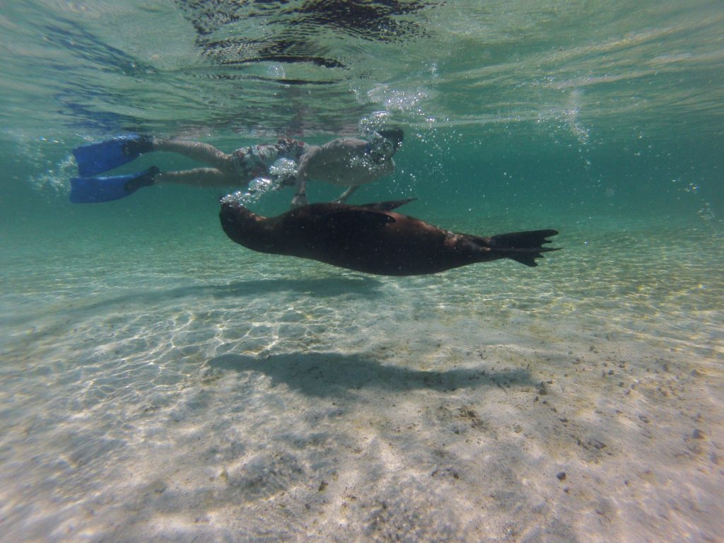 Lobos, Galapagos Inseln, Ecuador, Travel Drift