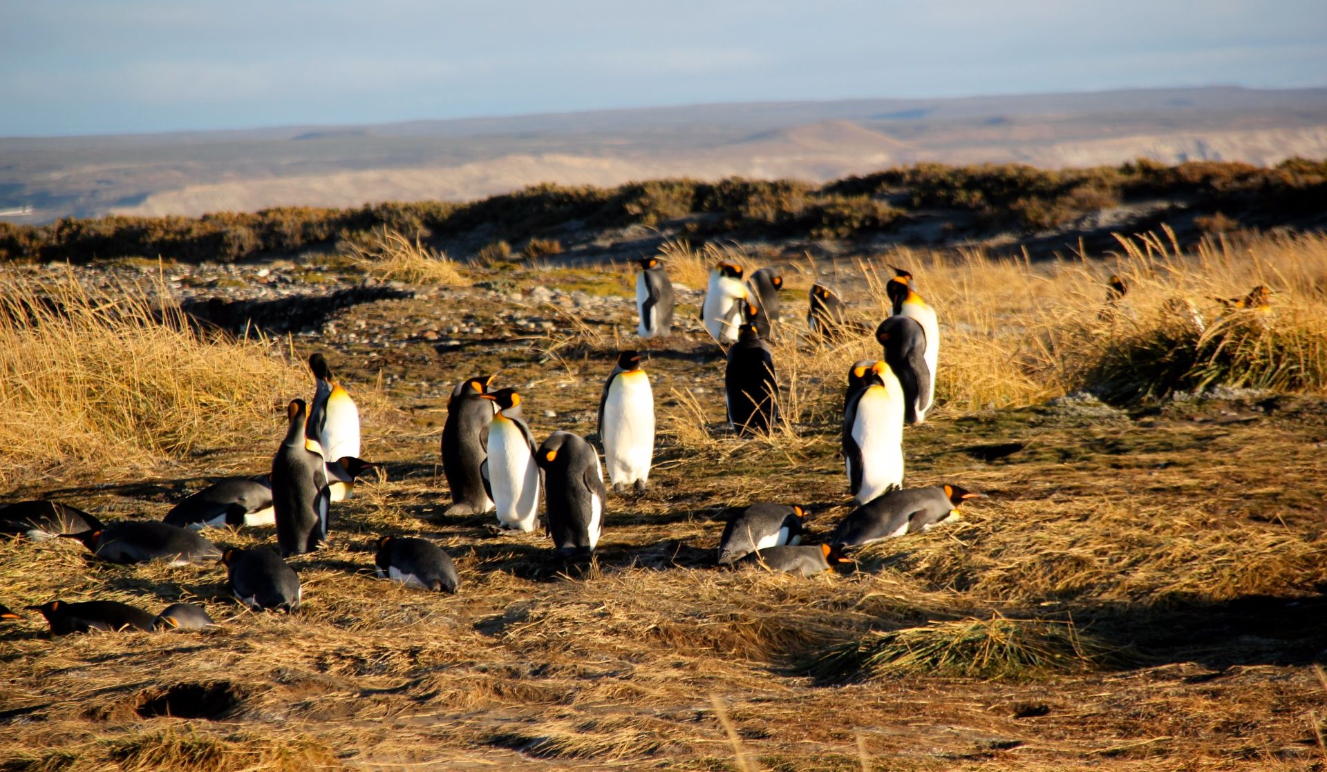 Bahia inutil, Penguins, Chile, Patagonia, Travel Drift