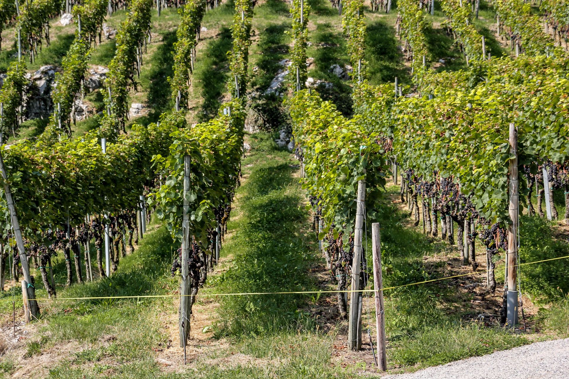 Walensee, Winery, Wein, Travel Drift