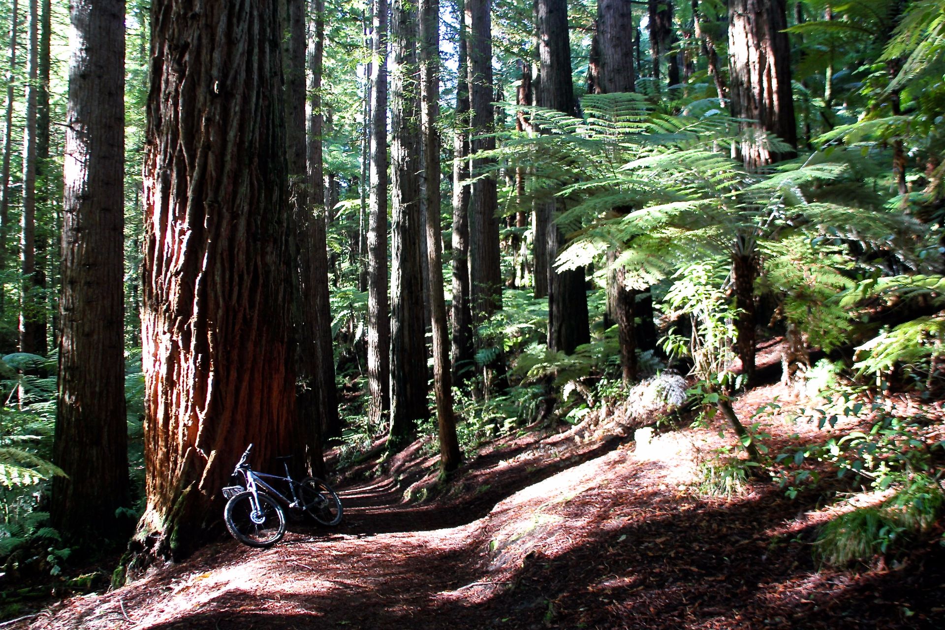 Redwoods, NZ, Travel Drift