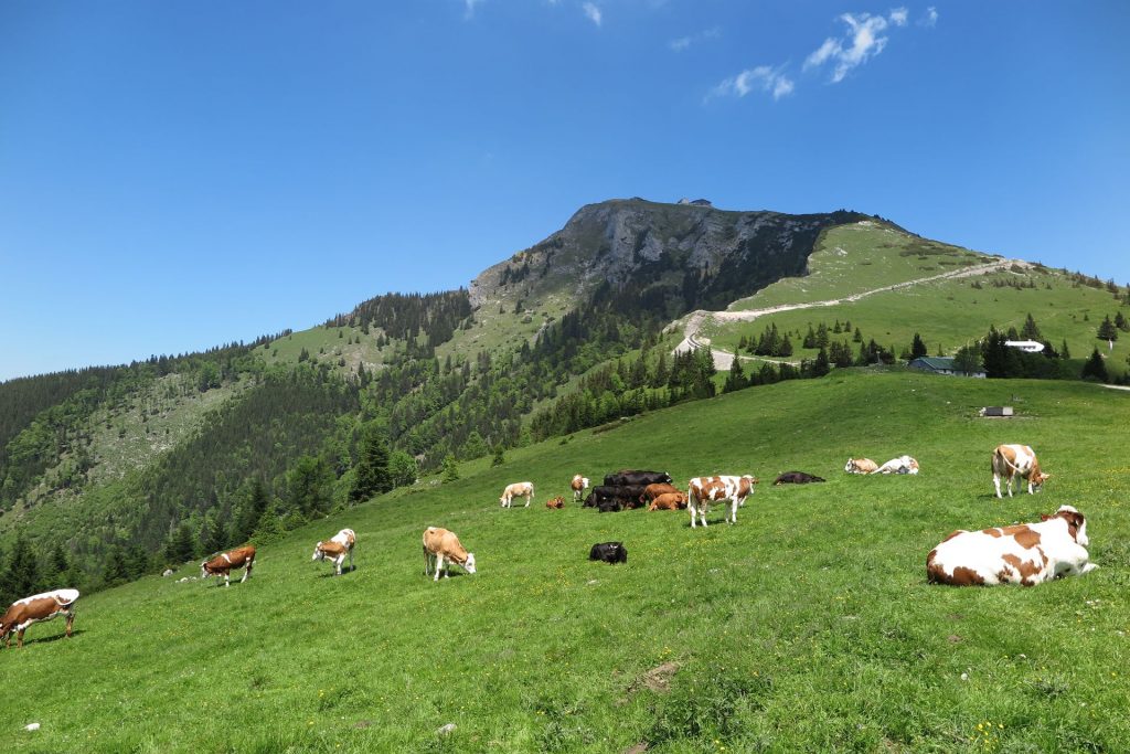 Schafberg, Oberösterreich, Kühe, Travel Drift