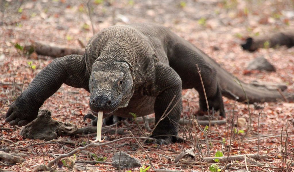 Komodo, Indonesien, Asien, Travel Drift