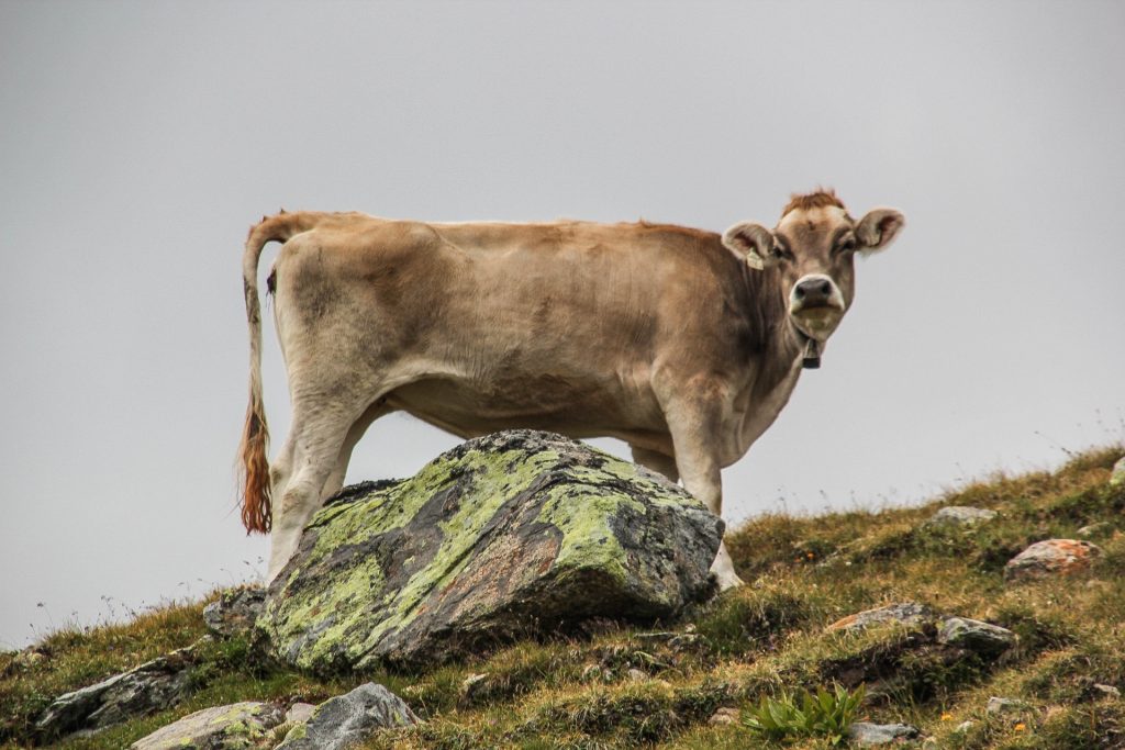 Silvretta