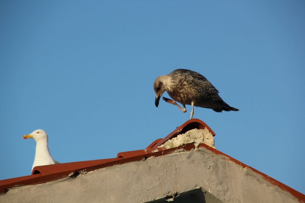 Rovinj, Kroatien