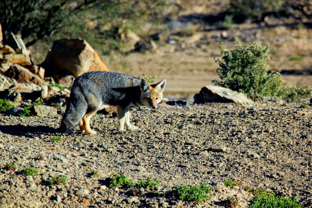 Ischigualasto, Travel Drift