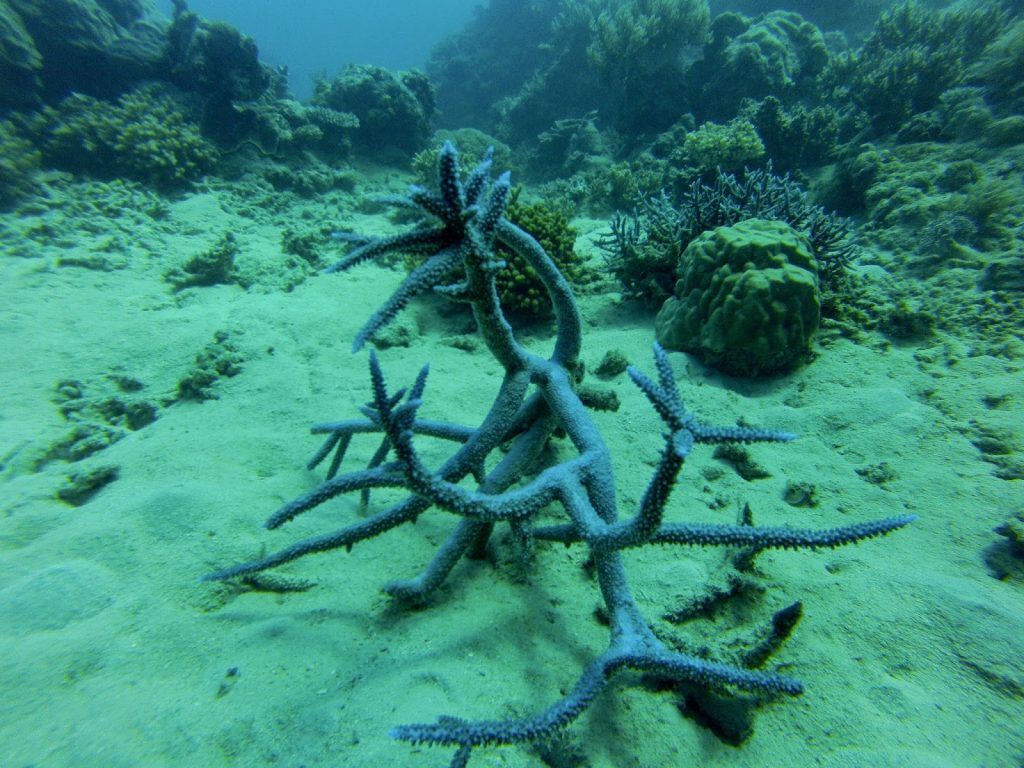 Great Barrier Reef, Australia, Travel Drift