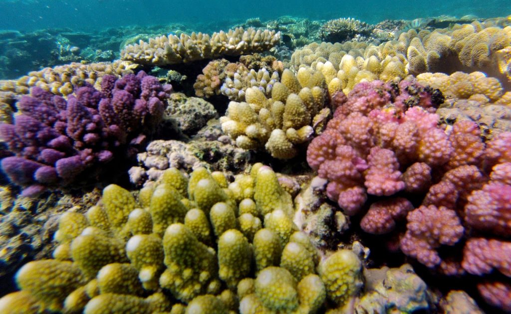 Great Barrier Reef, Australia, Travel Drift