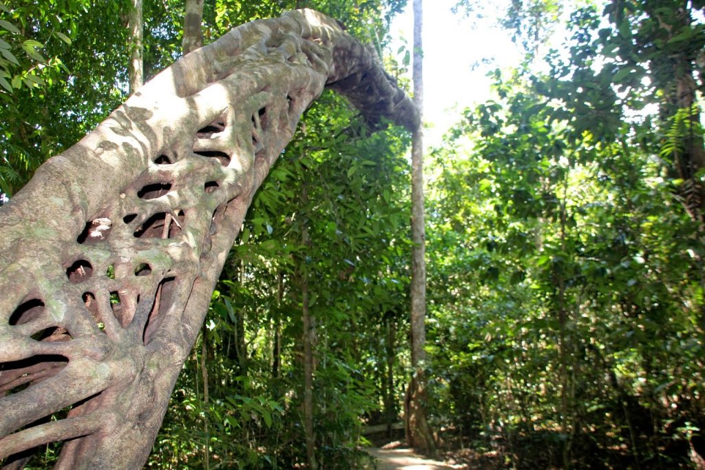 Daintree Nationalpark, Australia, Travel Drift