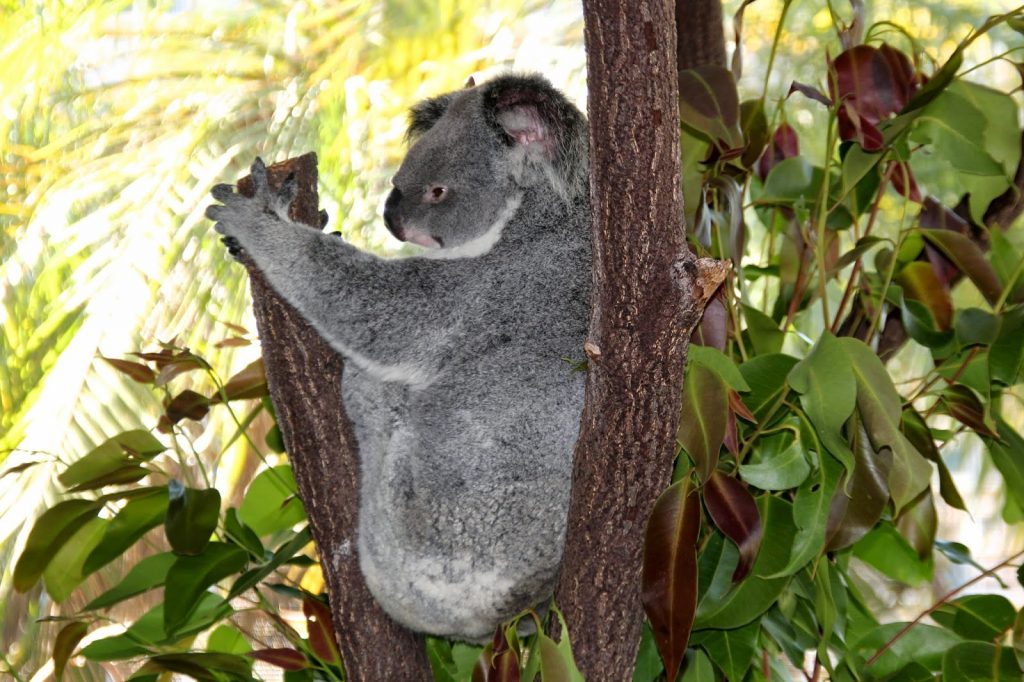 Cairns, Australia, Travel Drift