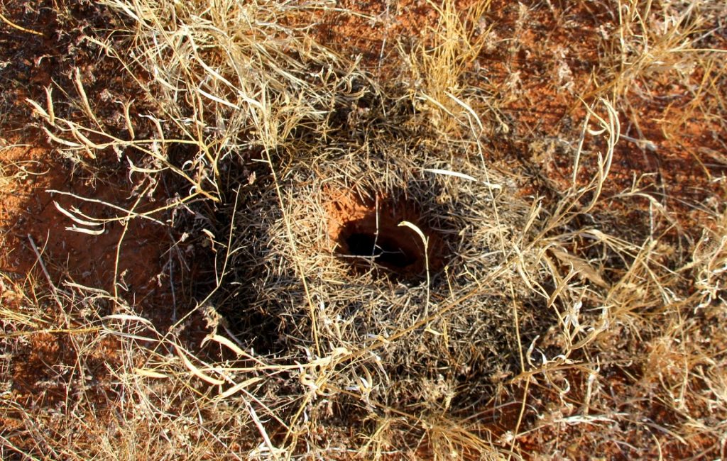 West MacDonnell Nationalpark, Australia, Travel Drift