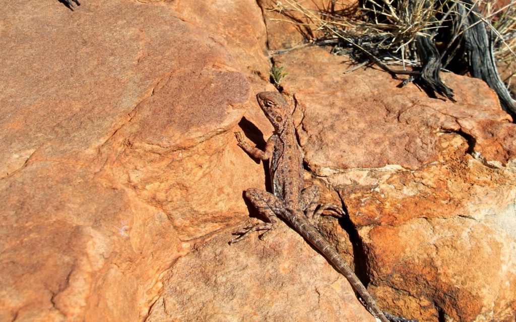 Kings Canyon, Australia, Travel Drift