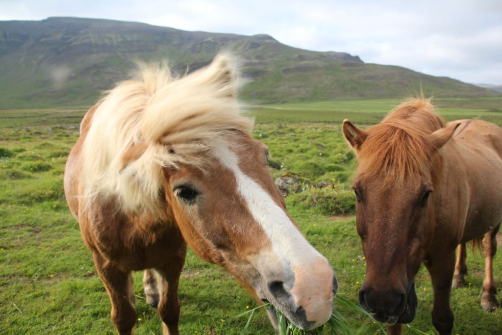 Silfra Split, Thingvellir Nationalpark, Travel Drift, Iceland