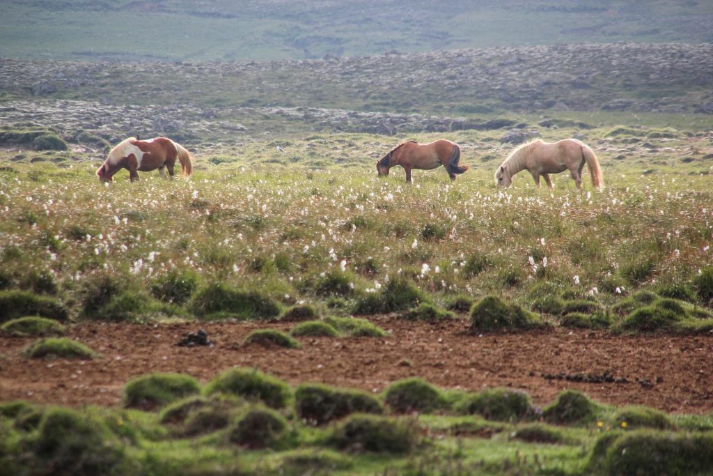 Silfra Split, Thingvellir Nationalpark, Travel Drift, Iceland