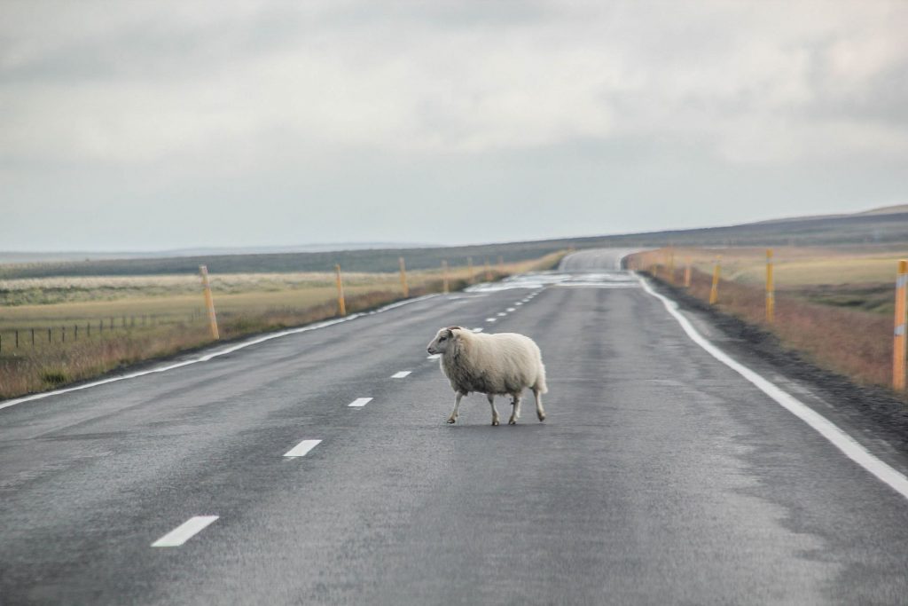 Silfra Split, Thingvellir Nationalpark, Travel Drift, Iceland