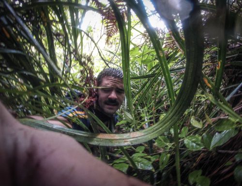 Lost in the jungle of New Zealand