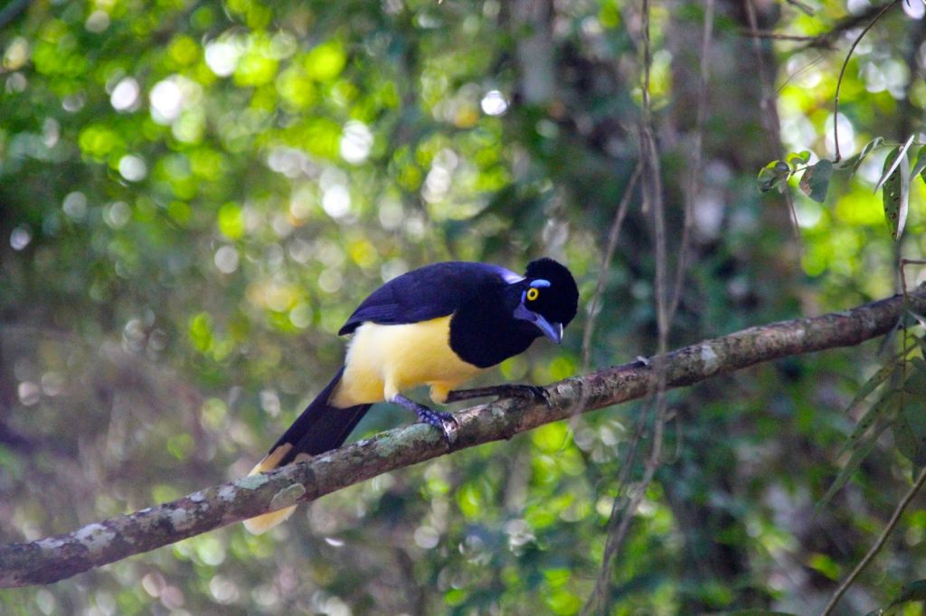 Iguacu, Brazil, Travel Drift