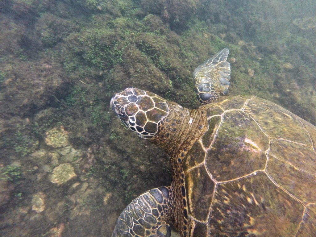 Isabela, Galapagos Islands, Travel Drift