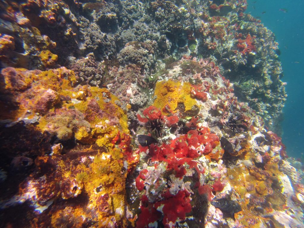 Kicker Rock, Galapagos Islands, Travel Drift