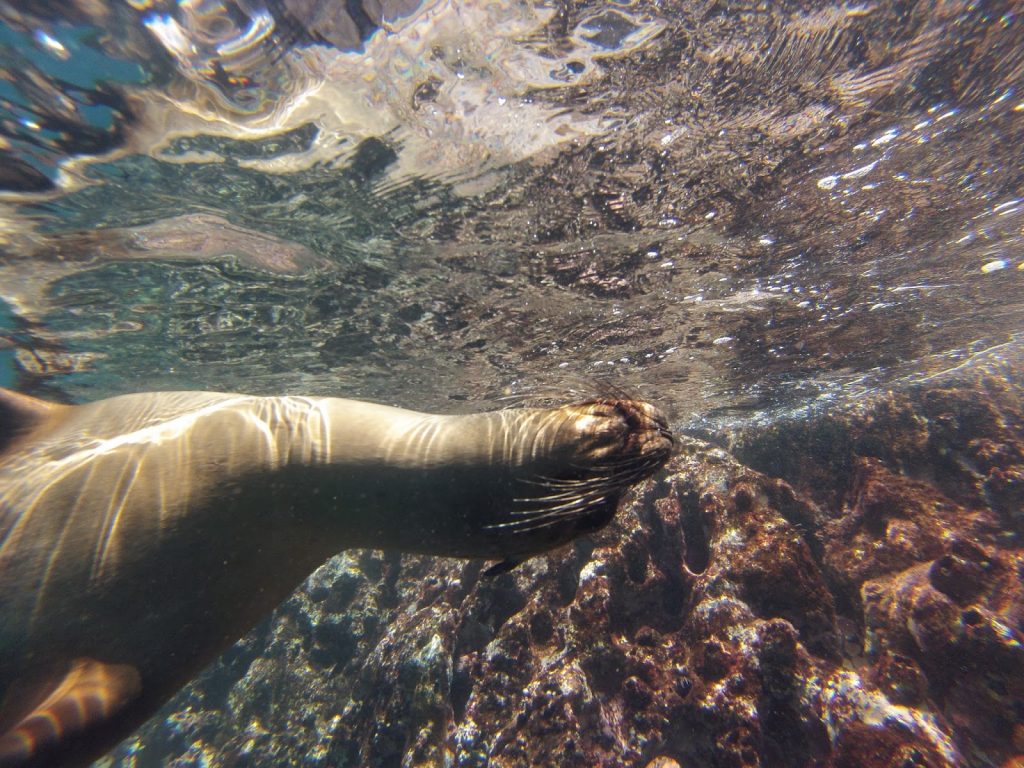 Kicker Rock, Galapagos Islands, Travel Drift