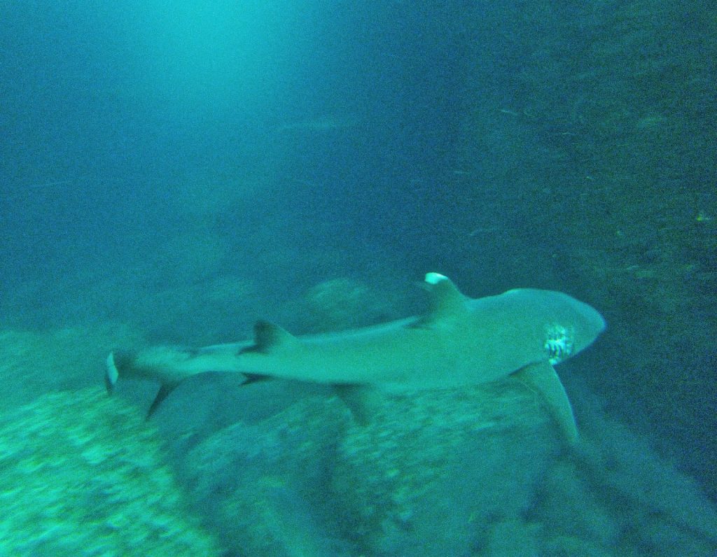 Kicker Rock, Galapagos Islands, Travel Drift