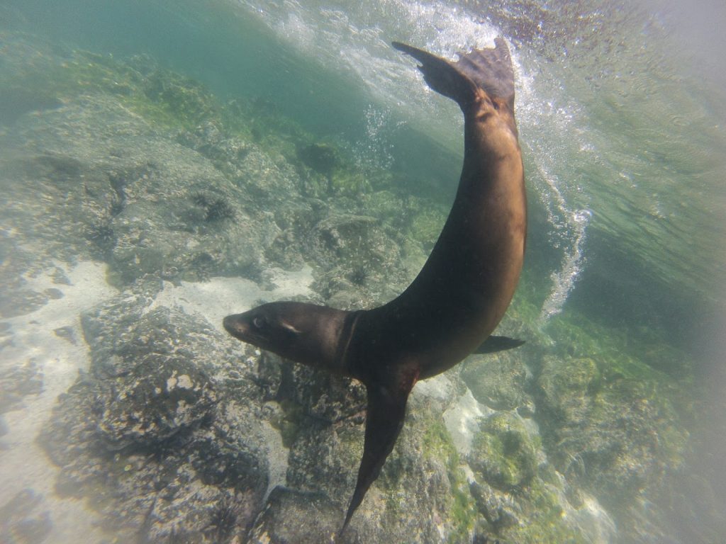 Lobos, Galapagos Islands, Travel Drift