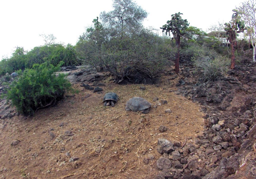 Santa Cruz, Galapagos Islands, Travel Drift