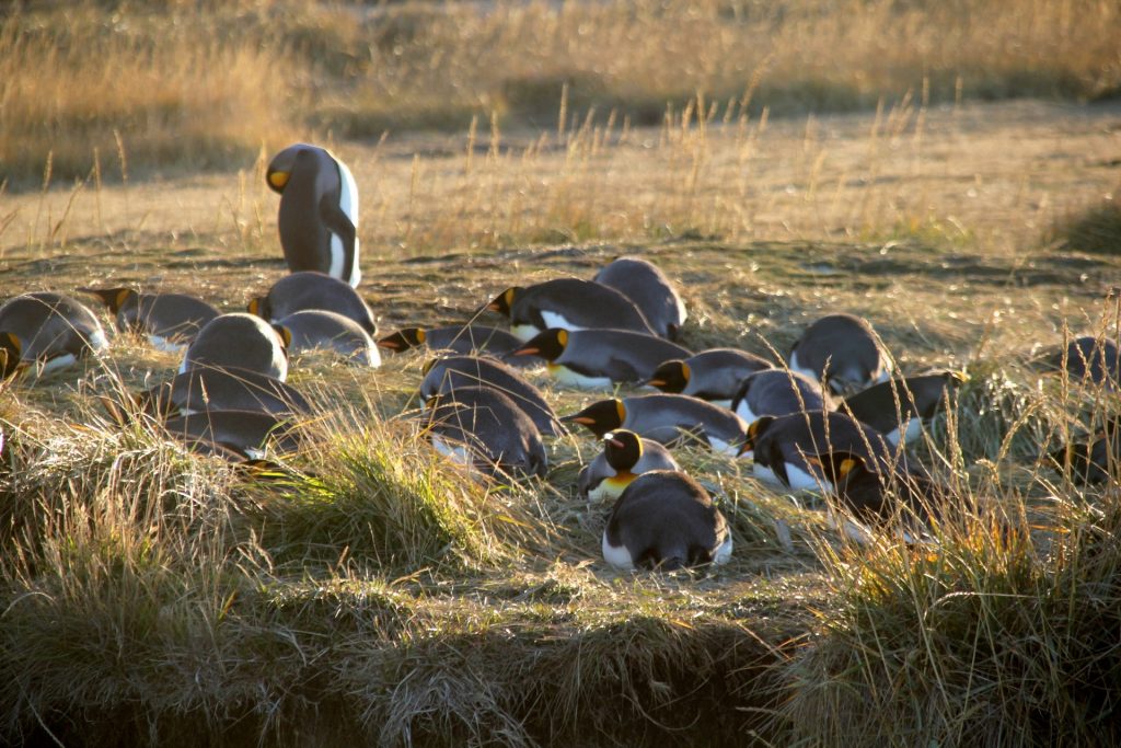 Bahia inutil, Chile, Tierra del Fuego, Travel Drift