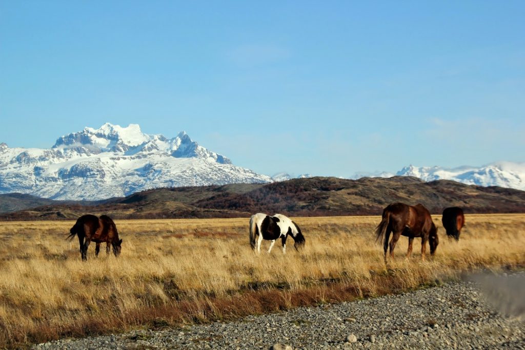 Torres del Paine, Chile, Travel Drift