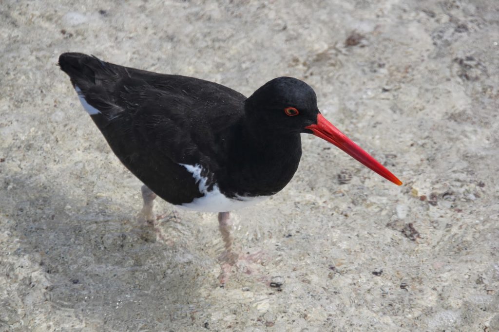 San Cristobal, Galapagos Islands, Travel Drift