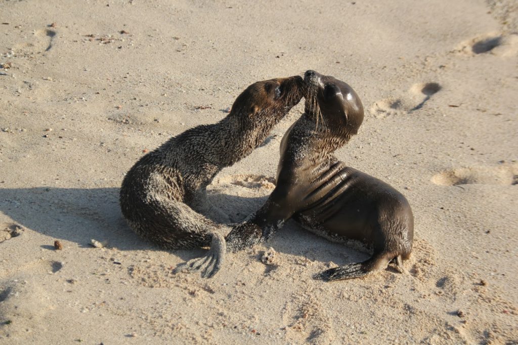 San Cristobal, Galapagos Islands, Travel Drift