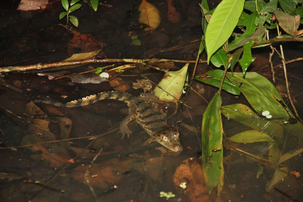 Iquitos, Peru, Travel Drift