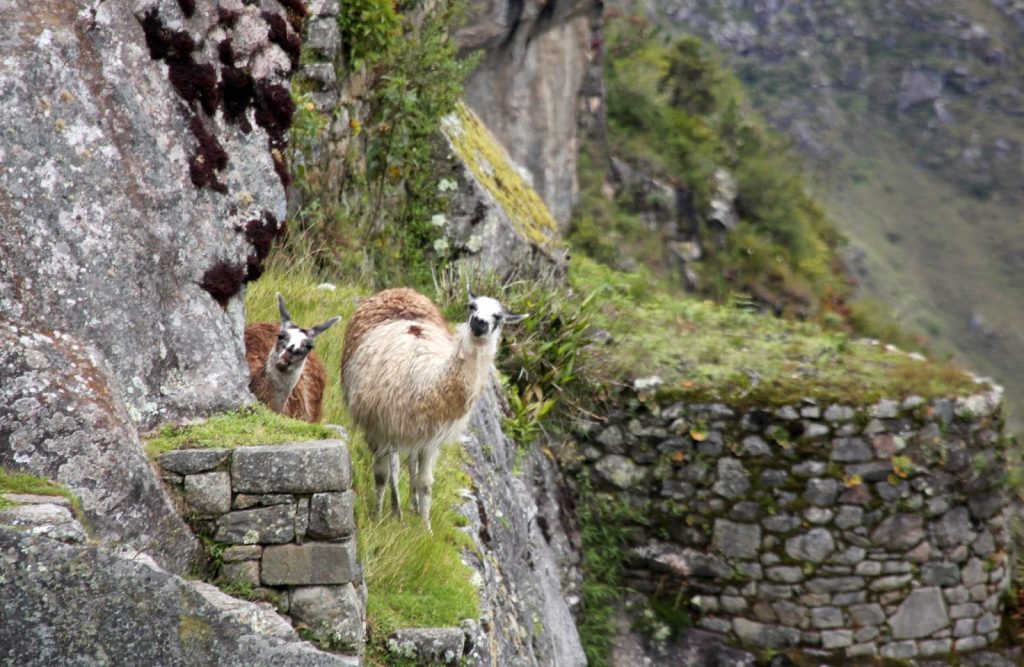 Macchu Picchu, Peru, Travel Drift