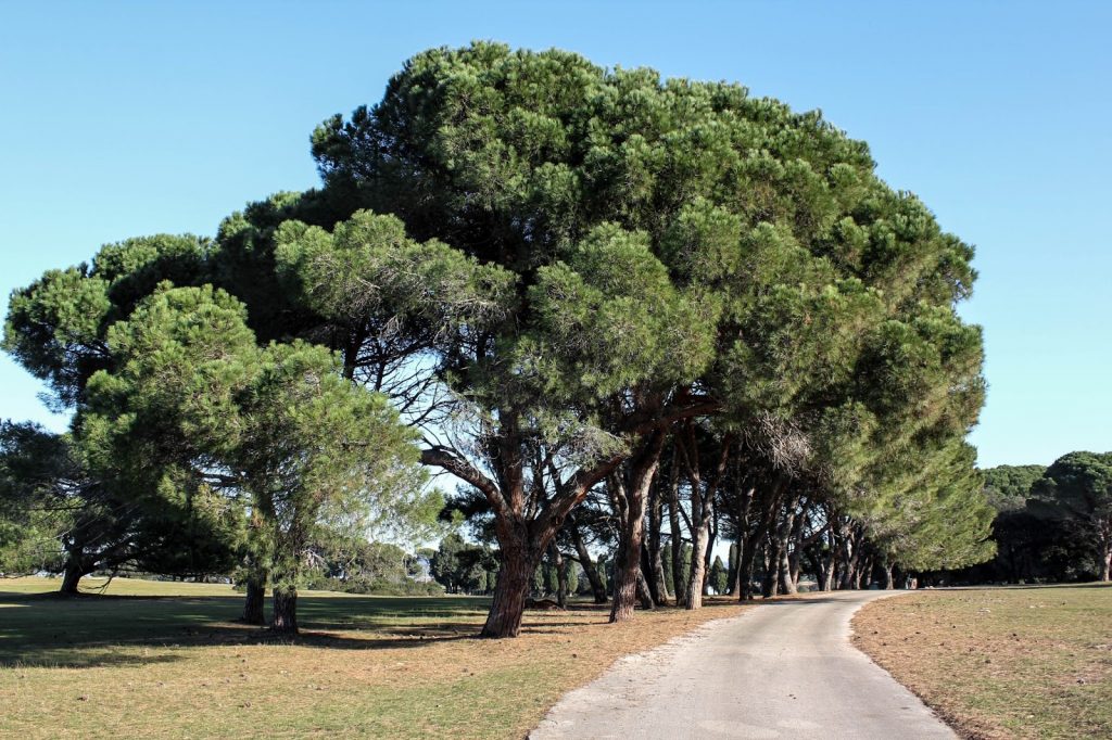 Brijuni Nationalpark, Croatia, Travel Drift