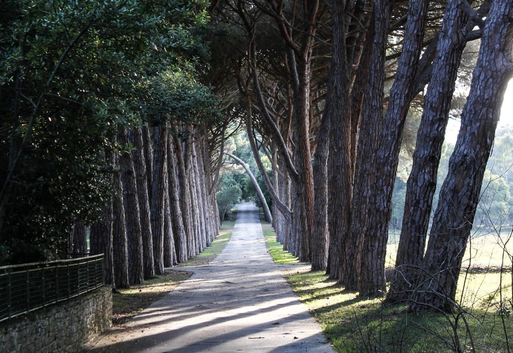 Brijuni Nationalpark, Croatia, Travel Drift