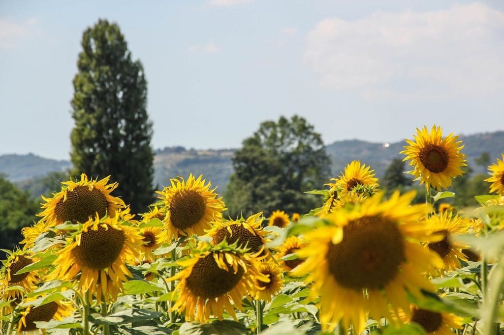 Castiglione del Lago, Italy, Travel Drift