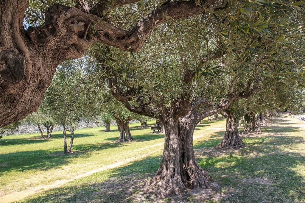 Castiglione del Lago, Italy, Travel Drift