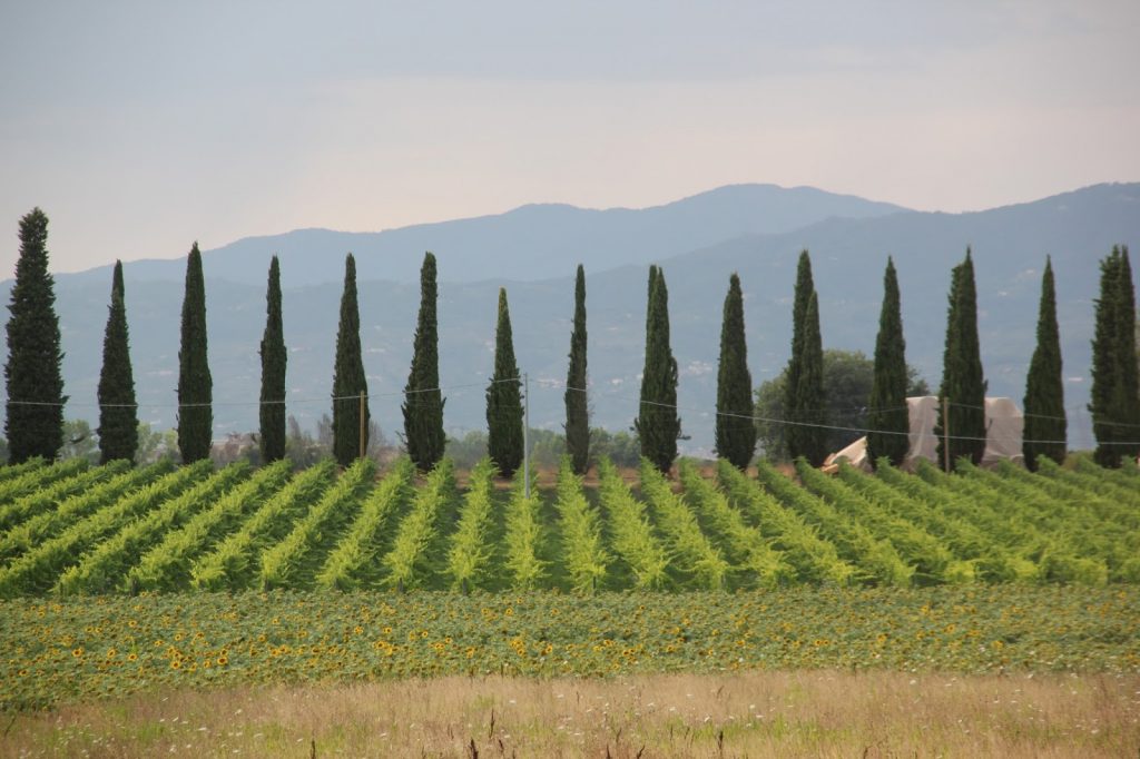 Padule di Fucecchio, Italy, Travel Drift