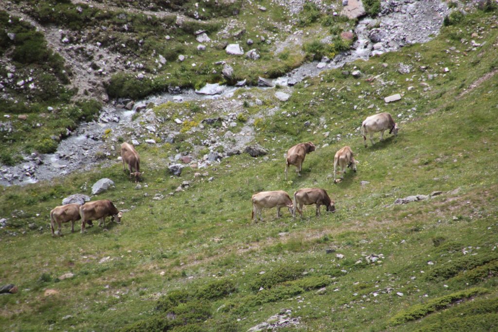 Passo dello Stelvio, Italy, Travel Drift