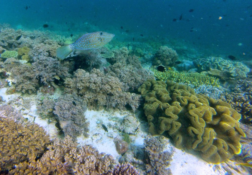 Komodo Nationalpark, Indonesia, Travel Drift