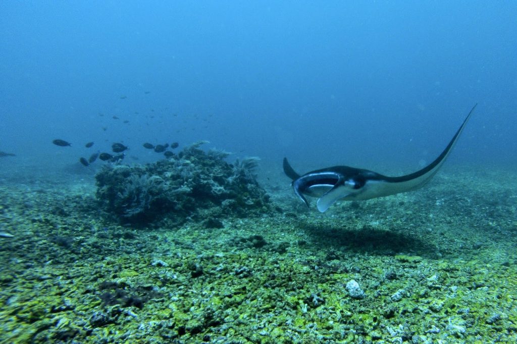 Komodo Nationalpark, Indonesia, Travel Drift