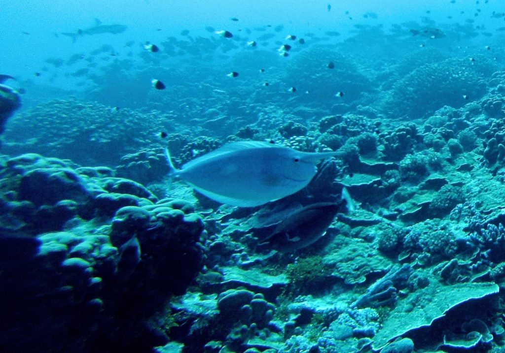 Fakarava, French Polynesia, Travel Drift