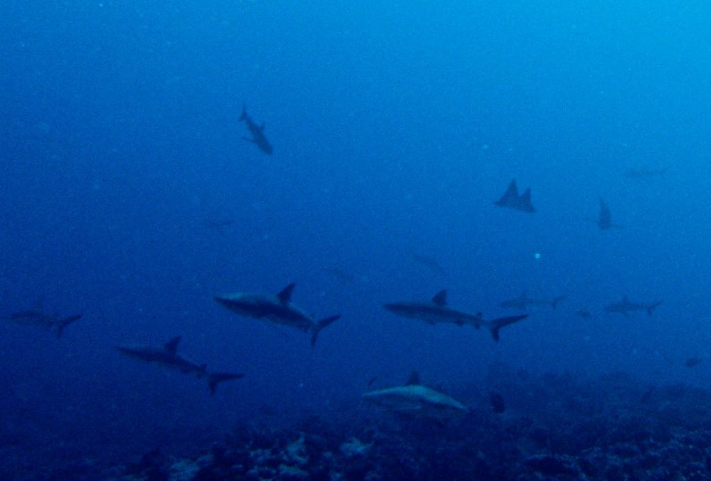 Fakarava, French Polynesia, Travel Drift