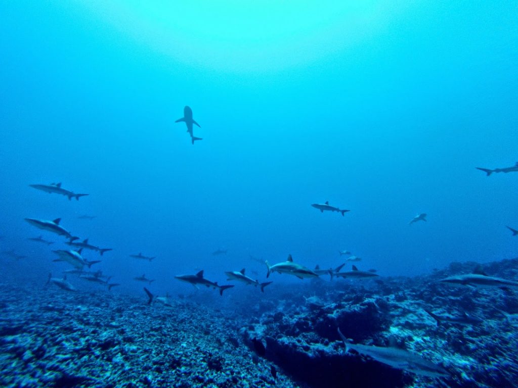 Fakarava, French Polynesia, Travel Drift