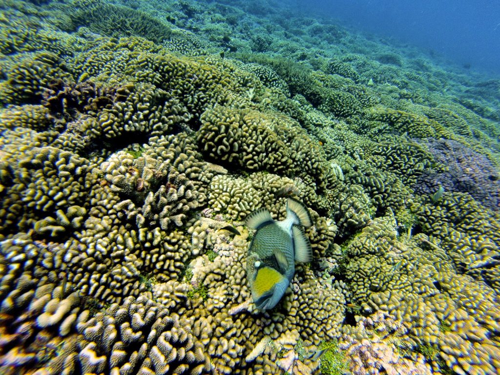 Fakarava, French Polynesia, Travel Drift