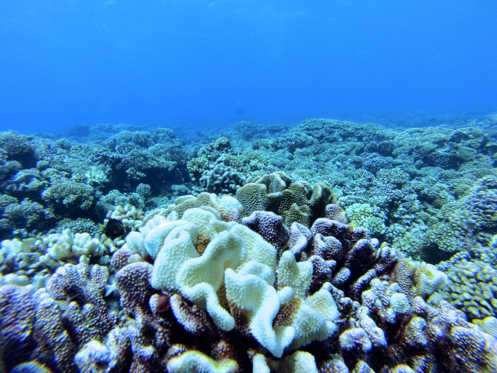 Fakarava, French Polynesia, Travel Drift