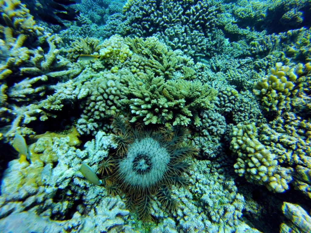 Fakarava, French Polynesia, Travel Drift