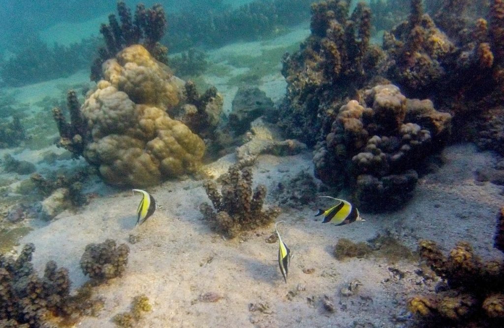 Tahiti, French Polynesia, Travel Drift