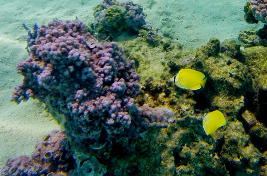 Moorea, French Polynesia, Travel Drift