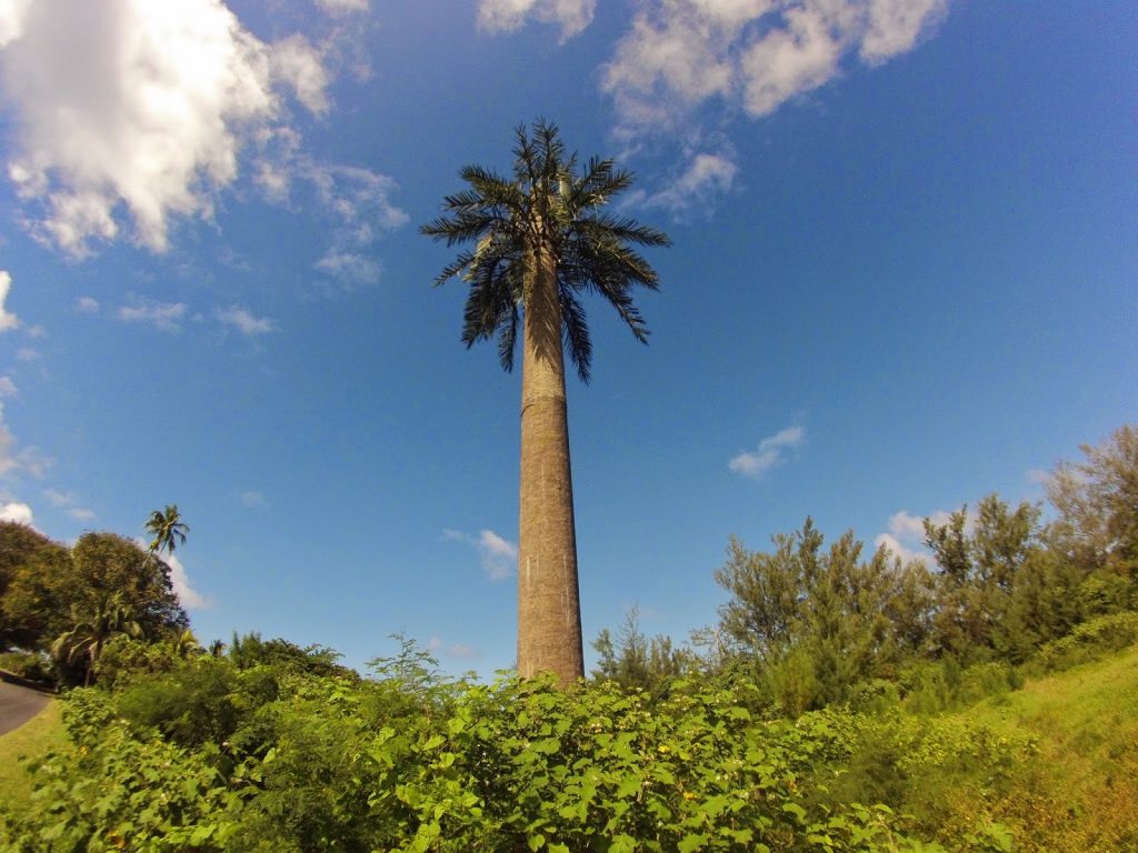 Moorea, French Polynesia, Travel Drift